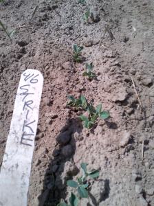 Strike peas, untreated