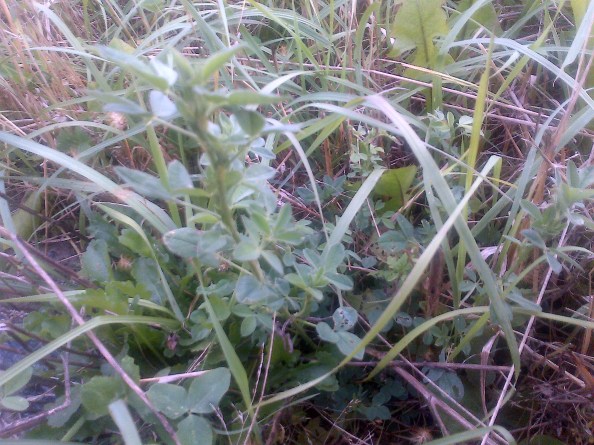 Alfalfa plants can still be found on our farm, 10 years since it was last grown.